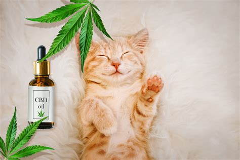 cbdオイル 効果 口コミ - なぜ猫はCBDを好むのか？