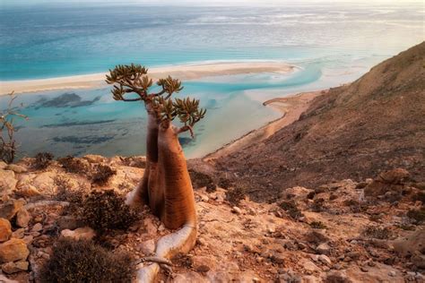  La Conquista dell'Isola di Socotra da parte del Sultanato di Adal: Una Storia di Mercanti Ambiziosi e Guerre Sotterranee